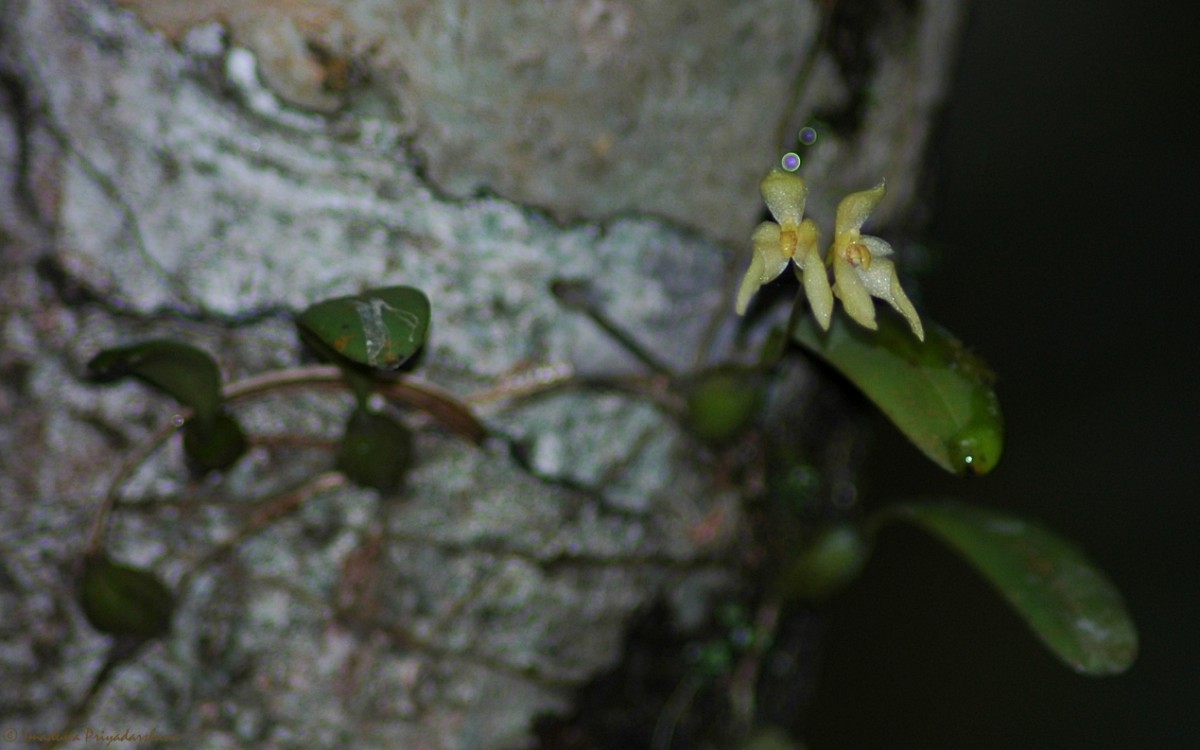 Bulbophyllum thwaitesii Rchb.f.